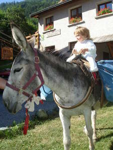 Riou Vert (Queyras) : Randonnées avec un âne en Queyras