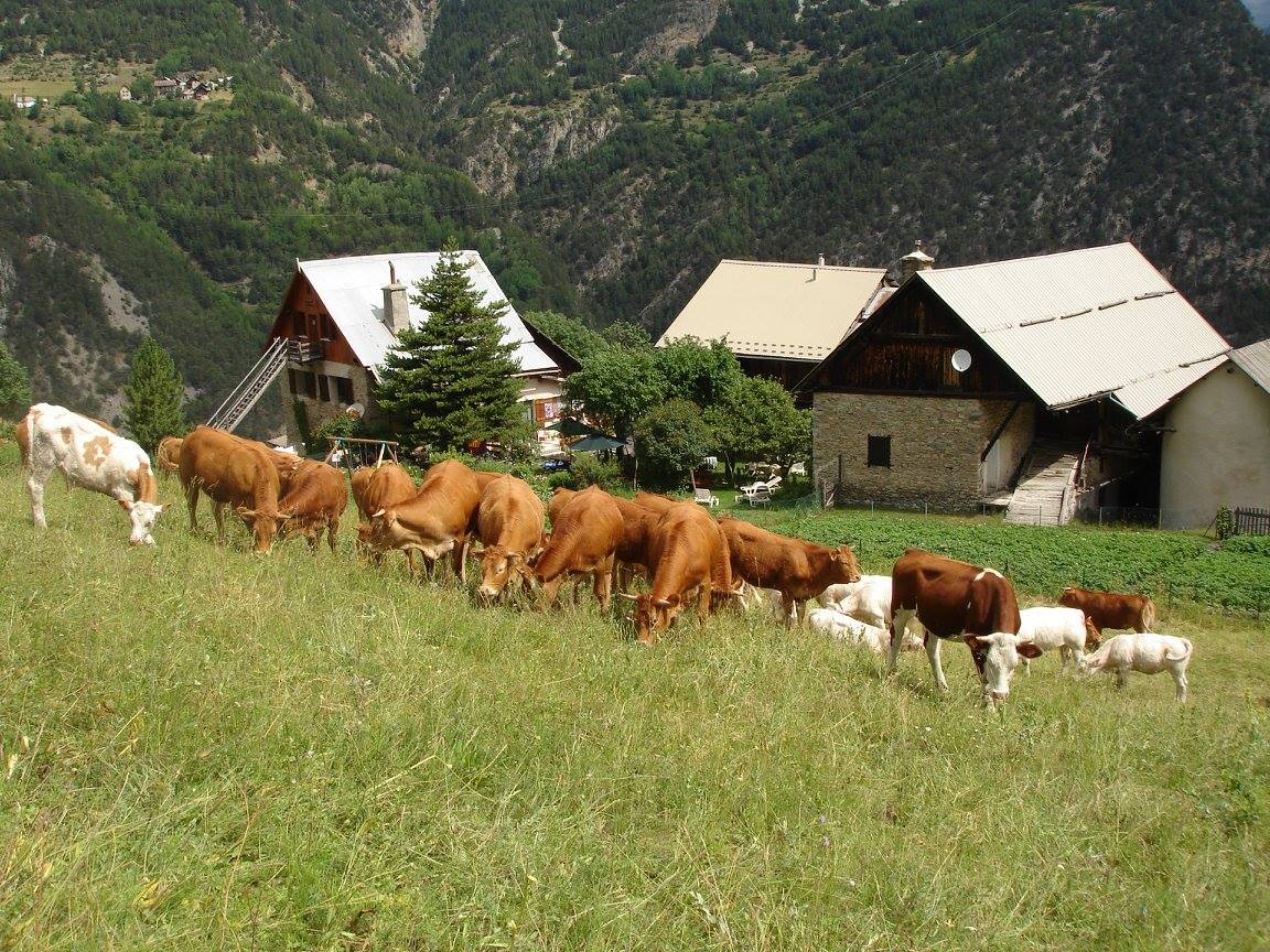 Vaches qui broutent dans un grand pré d'herbe vert.